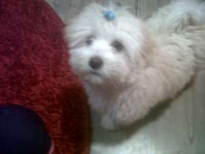 Vand caine bichon maltese 2 luni si 2 saptamani , rasa pura