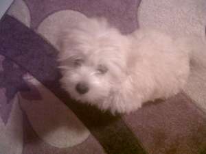 Vand caine bichon maltese 2 luni si 2 saptamani , rasa pura