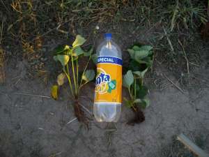 VAND STOLONI CAPSUNI 2013