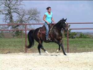 Quarter Horse  american pentru v�nzare.