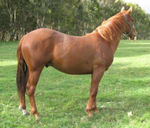 Quarter Horse  american pentru v�nzare.