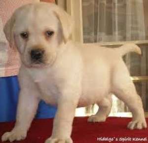 vand catel labrador