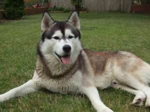 imperechere husky siberian