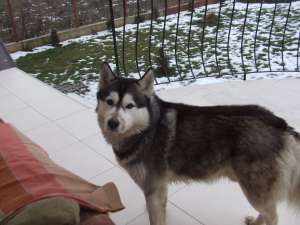 imperechere husky siberian