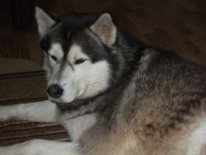 imperechere husky siberian