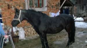 Iapa+caruta+ham de vanzare Brasov