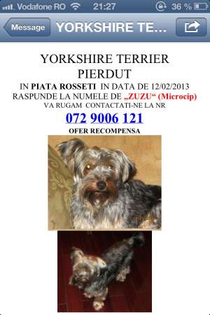 Pierdut yorkshire terrier in Piata Rosetti, 