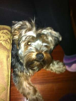 Pierdut yorkshire terrier in Piata Rosetti, 