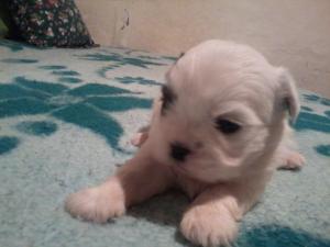 vand SHIH TZU