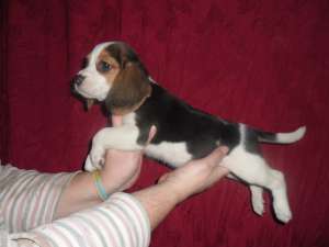 vand catei Beagle cu Pedigree