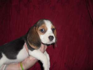 vand catei Beagle cu Pedigree