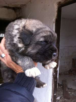 catel caucazian