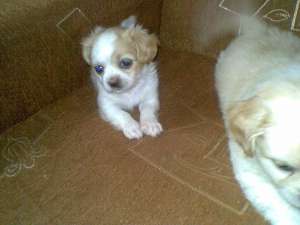 dau spre adoptie catei de talie mica