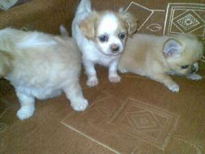 dau spre adoptie catei de talie mica