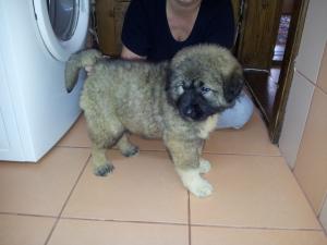 Vand Pui Ciobanesc Caucazian Cadoul Perfect!