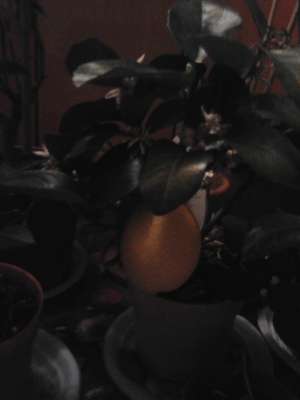 vand lamai la ghibeci mandarin portocal kumquat etc