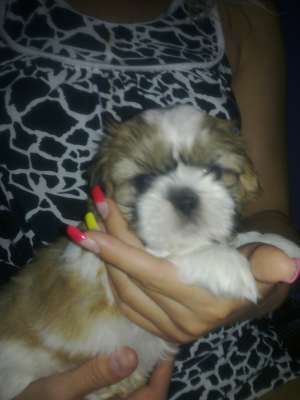 Vand pui shiht tzu rasa pura