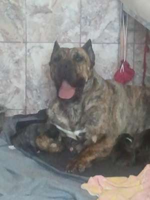 VANZARE CATEI DE PRESA CANARIO