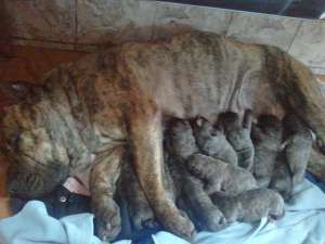 VANZARE CATEI DE PRESA CANARIO