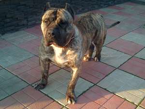 VANZARE CATEI DE PRESA CANARIO