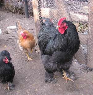Vand cocosi Brahma,  Cochinchina,  Rhode Island