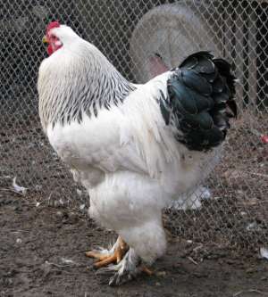 Vand cocosi Brahma,  Cochinchina,  Rhode Island