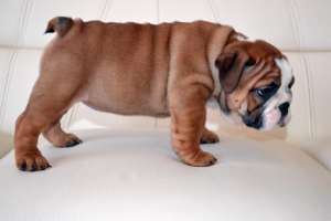 Vand Pui Bulldog Englez