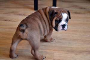 Vand Pui Bulldog Englez