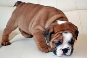 Vand Pui Bulldog Englez