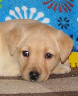 puiuti labrador retriever cu pedigree
