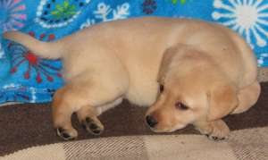 puiuti labrador retriever cu pedigree