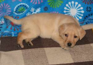 puiuti labrador retriever cu pedigree