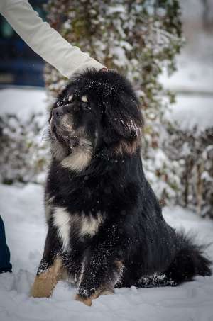 PUI MASTIFF TIBETAN