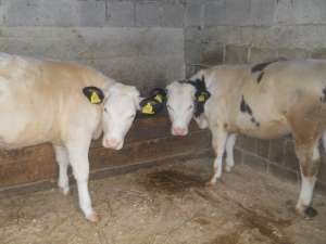 Vand 2 vitele rasa metis,  greutatea 230-250 kg buc.