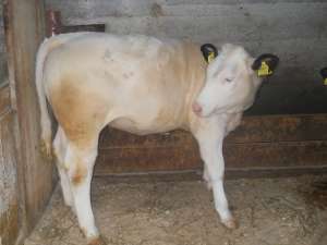 Vand 2 vitele rasa metis,  greutatea 230-250 kg buc.