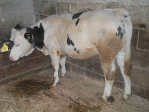 Vand 2 vitele rasa metis,  greutatea 230-250 kg buc.