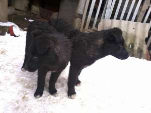 Donatie caței