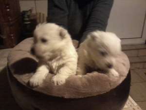 Vand catei Westie