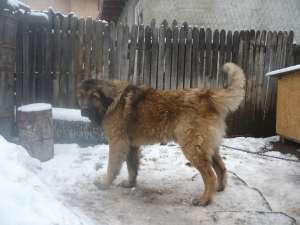 Vand ciobanesc caucazian mascul