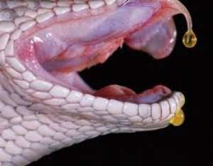 Vand venin-vipera