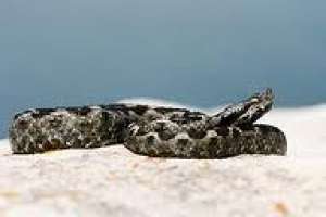 Vand venin-vipera