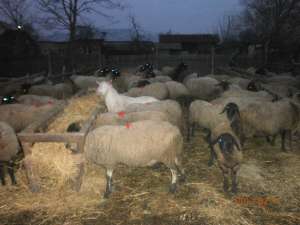 Vand urgent oi carabase