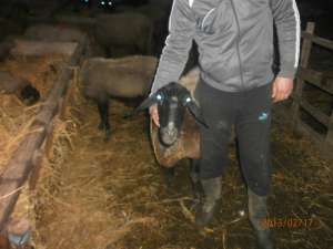 Vand urgent oi carabase