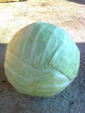 vand varza in stare proaspata