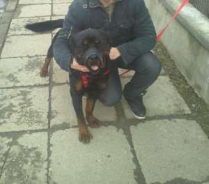 ROTTWEILER PENTRU MONTA..RASA PURA.