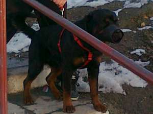 ROTTWEILER PENTRU MONTA..RASA PURA.