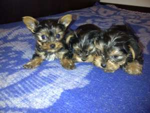 Yorkshire Terrier Mini