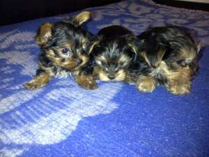 Yorkshire Terrier Mini