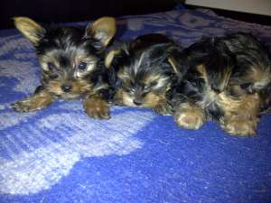 Yorkshire Terrier Mini