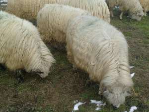 Vand 150 oi turcane